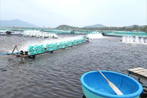Để phát triển nghề nuôi tôm hùm bền vững ở Phú Yên