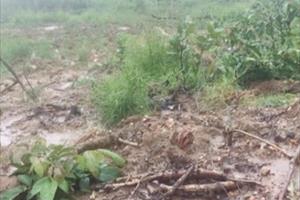 Gia Lai điều tra vụ san ủi hàng chục hecta đất rừng trồng bạch đàn trái phép