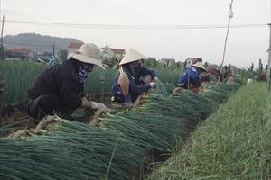 Làm gì để người trồng hành Nghệ An có thu nhập ổn định?