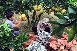 Để nông nghiệp Việt Nam thoát “manh chiếu hẹp”
