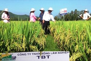 Quảng Ngãi: Vụ Hè Thu 2021 cho lúa đại trà trổ từ 15-31/7
