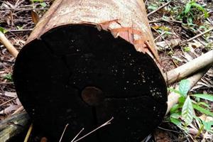 Đắk Nông: 9 tháng đầu năm để xảy ra 331 vụ phá rừng