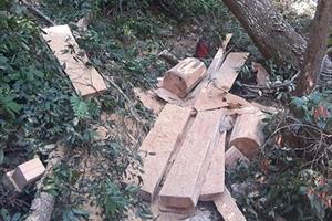 Gia Lai: Tiếp tục phát hiện vụ phá rừng