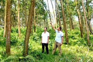 Tuyên Quang: Ban hành kế hoạch tạo sự đột phá trong lĩnh vực nông nghiệp