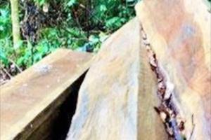 Đắk Lắk: Phát hiện gần 40m3 gỗ vô chủ trong rừng