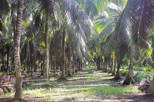 Phát triển kinh tế hợp tác trong ngành dừa theo tiêu chuẩn hữu cơ