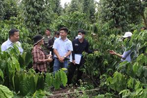 Mô hình cảnh quan cà phê “chinh phục” và giúp hơn 7.000 nông dân Việt hưởng lợi   