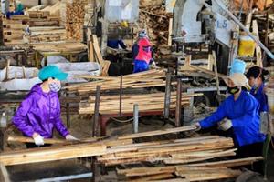 Giảm rủi ro về nguồn gốc, đảm bảo xuất khẩu gỗ bền vững
