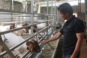 Hơn 1.400 hộ dân ở Đắk Nông được vay vốn Quỹ hỗ trợ nông dân