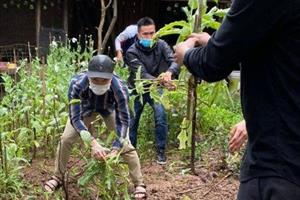 Tây Tựu: Phát hiện hộ dân trồng 365 cây thuốc phiện tại vườn