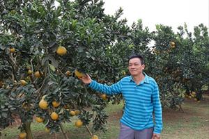HLV huyện Quảng Ninh: Cải tạo vườn tạp, xây dựng vườn kiểu mẫu