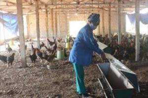 Tin NN ĐBSH: Kiểm soát chất lượng vật nuôi đảm bảo an toàn dịch bệnh