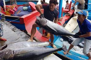 Tin NN: Xuất khẩu cá ngừ sang Italy tăng kỷ lục