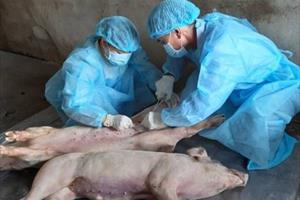 Quý 3/2021 sẽ có vaccine dịch tả lợn châu Phi