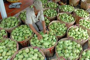 Hội Làm vườn Việt Nam: Chủ động phối hợp tiêu thụ nông sản cho hội viên