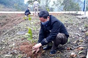 Tin NN Tây Bắc: Mường Khương sẽ trồng 500 ha cây hồi