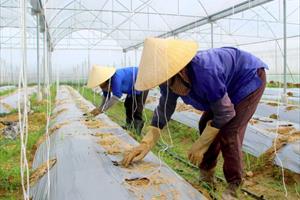 Các tỉnh miền Trung tích cực phát triển nông nghiệp