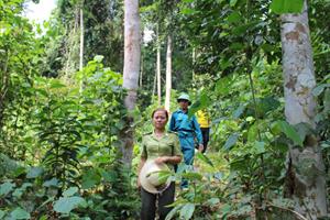 Sơn La phấn đấu đến năm 2025, tỷ lệ che phủ rừng đạt 50%