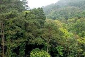 Đắk Nông: Tìm thấy thi thể nam thanh niên mất tích nhiều ngày trong rừng sâu