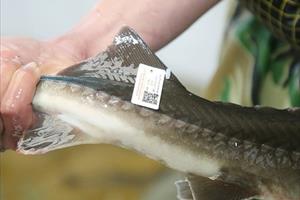 Lào Cai gắn tem truy xuất nguồn gốc cho cá tầm, cá hồi