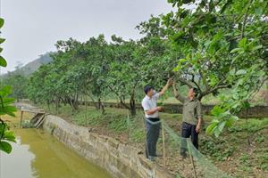 Xây dựng vườn mẫu NTM ở Tuyên Quang: Tiền đề hình thành vùng du lịch nông thôn