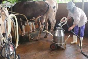 Hà Nam: Phát triển chăn nuôi bò sữa theo hướng trang trại tập trung