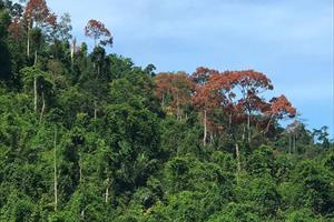 TT - Huế: Ngăn chặn tình trạng khai thác “lộc rừng” kiểu tận diệt