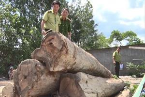 Phú Yên tịch thu tang vật, xử phạt xe chở hơn 10 m3 gỗ trái phép