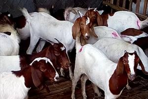 Giá dê và cừu tại Ninh Thuận, Bình Thuận liên tục tăng cao