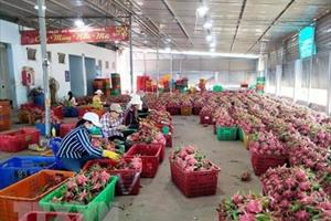 Thí điểm xuất khẩu nông sản qua cửa khẩu Lào Cai