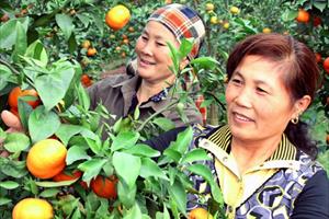 NN ĐBSH: Chương trình OCOP đã góp phần thay đổi tư duy và nâng giá trị nông sản
