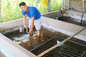 Khởi nghiệp từ nuôi lươn không bùn