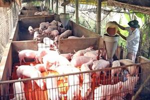 Bước chuyển của nông nghiệp Vĩnh Long: Phát triển chăn nuôi tập trung và liên kết chuỗi