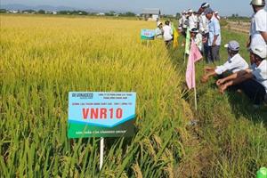 Nông dân Thừa Thiên- Huế ưa thích giống lúa VNR10