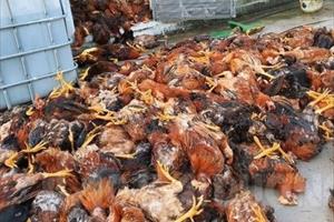 Gần 6.000 con gà bị sét đánh chết tại Hải Dương