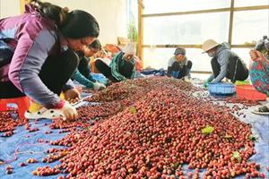  Sản xuất cà phê hữu cơ, người dân Tây Nguyên thu nhập cao, ổn định 