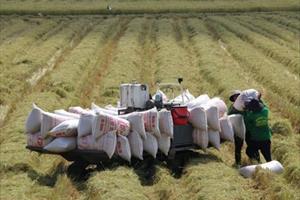 EU công bố thuế nhập khẩu và hạn ngạch dành cho gạo Việt Nam