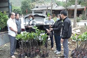 HLV tỉnh Thái Nguyên: Cấp trên 600 cây mít Thái cho nông dân xã Yên Ninh