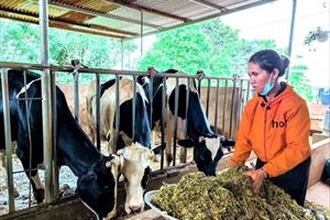 Thu nhập ổn định trong đại dịch nhờ chăn nuôi bò sữa