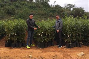  Phát triển vườn giống và trồng cây mắc ca bình ổn ở Tràng Định