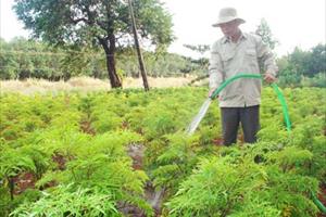 Thanh Hóa: Trồng thâm canh cây đinh lăng