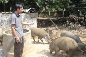 “Từ quan” để nuôi lợn rừng bằng thảo dược