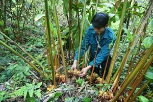 Giải pháp phát triển lâm nghiệp bền vững ở Hà Giang: Giao thực quyền cho chủ rừng