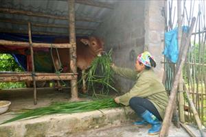 Phòng chống rét cho gia súc, gia cầm ở Quảng Ninh: Người dân đã chủ động