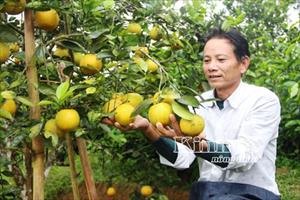 Nông dân Vũ Quang làm giàu từ cây cam
