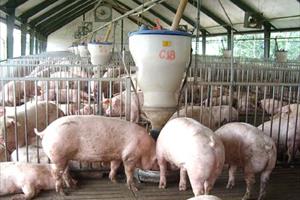 Lạm dụng kháng sinh trong chăn nuôi: Cuộc chiến cam go