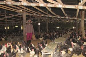 Trang trại nuôi gà đẻ hái bạc tỷ