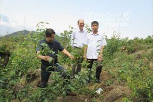 Hướng đi mới cho người dân vùng cao Lai Châu: Phát triển cây ăn quả ôn đới