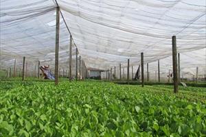 Lào Cai: Hiệu quả bước đầu từ trồng rau trong nhà lưới
