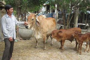 Nông dân Đức Phổ làm giàu từ mô hình nuôi bò Zê bu sinh sản